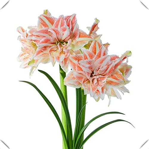 Amazon 簡単な植え付け 植え付けに適したアマリリス球根 庭の装飾 切り花 生きている緑の植物 美しいガーデニング 5球根 D 球根 Amazon 簡単な植え付け 植え付けに適したアマリリス球根 庭の装飾 切り花 生きている緑の植物 美しいガーデニング 5球根 D 球根