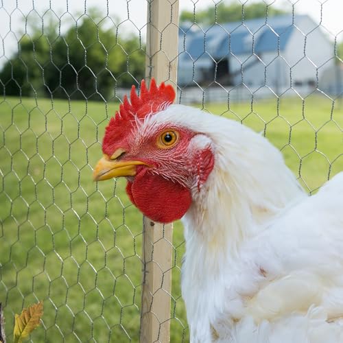 Image of YARDGARD 2 Inch Poultry Netting, Chicken Wire Fence, 20 Gauge Galvanized Steel, Rabbit Fencing, Bird Enclosures, Garden Protection and Plant Support, 48 Inches x 150 Feet