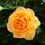 予約販売 バラ苗 バラ大苗 つるバラ サハラ98 薔薇 ばら 黄色 troe 12月中旬以降発送