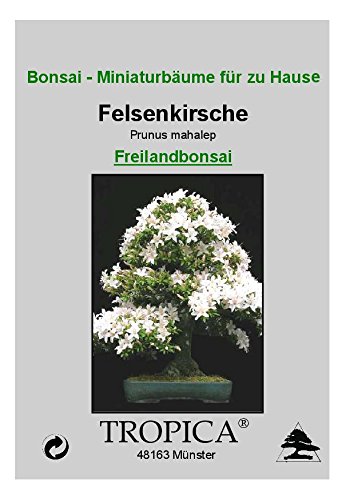 Tropica - Bonsai - Ciliegio Canino (Prunus mahalep) - 30 semi - Image 3