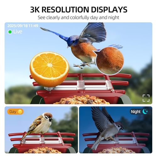 Cadrali 3K Smart Bird Feeder with Camera, 2.4GHz WiFi, AI Bird Species ID - image 3