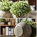 Jobary Set de 3 Plantas Artificiales con Césped Verde en Macetas Grises,...