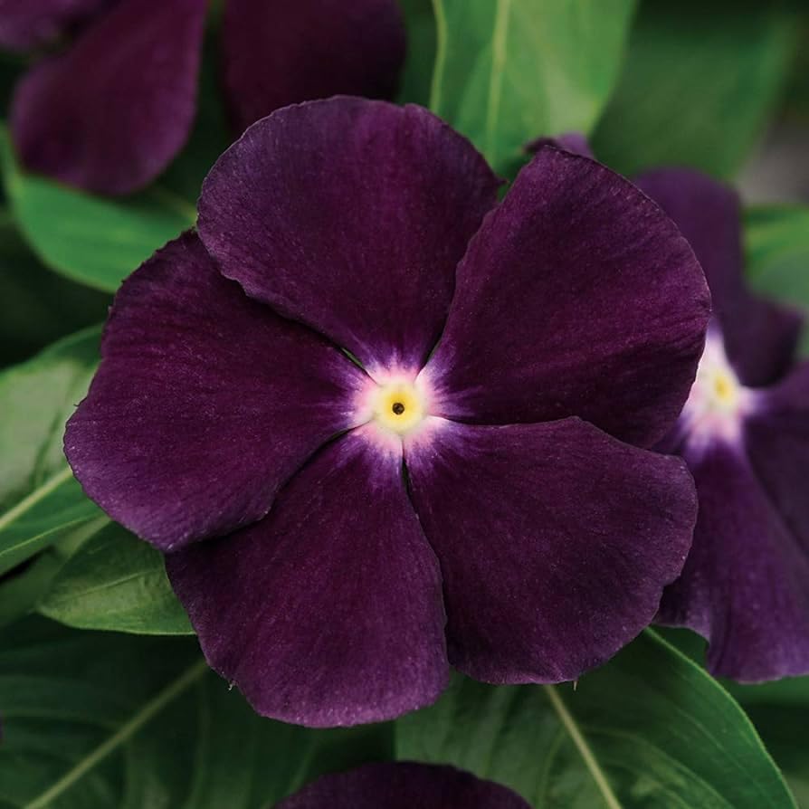 Periwinkle Vinca Seeds Garden Flowers & Ground Cover Plants Dwarf Flower Perennial Flower - 50 Seeds