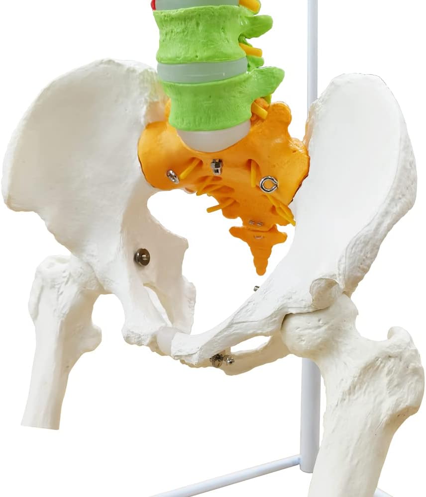 NEW HORIZON Life Size Spine Model,34" Medical Color Coded Anatomical Super Flexible Spine Model with Pelvis,Femur Heads,Vertebrae, Nerves, Arteries, Lumbar Column, Includes Stand (3 Motnhs Warranty)
