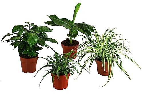 Dehner Pflanzenset Botanical Charm, 4 Sorten Kaffeepflanze, Grünlilie, Schwertfarn Zwerg-Banane, je 20-30 cm, Ø Topf je 12 cm, Zimmerpflanzen