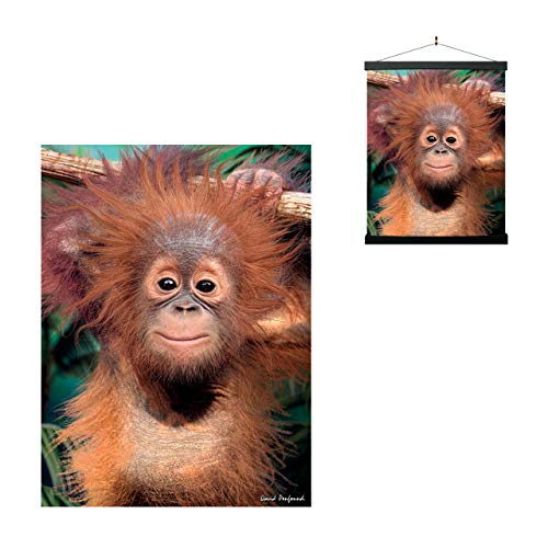 3D LiveLife Lenticular Cuadros Decoración - Orangután de Deluxebase. Poster 3D sin marco de monos. Obra de arte original con licencia del reconocido artista, David Penfound Cover