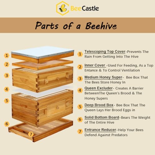 BeeCastle 8 Frame Langstroth Beehive, Beeswaxed Coated Starter Kit with Beehive Frames and Waxed Foundations (1 Deep Box & 1 Medium Super) - Image 3