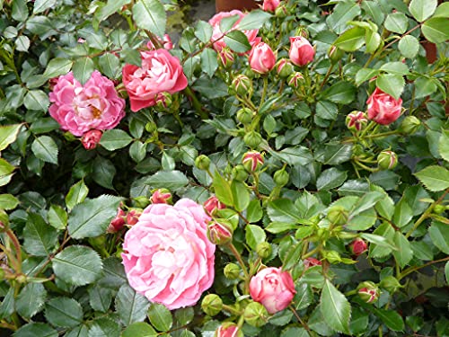 Zwergrose Garten Schlüter Charmant ADR-Rose