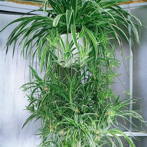 NYGardenia 2 Reverse Variegated Spider Plant Cuttings – Fast-Growing Indoor