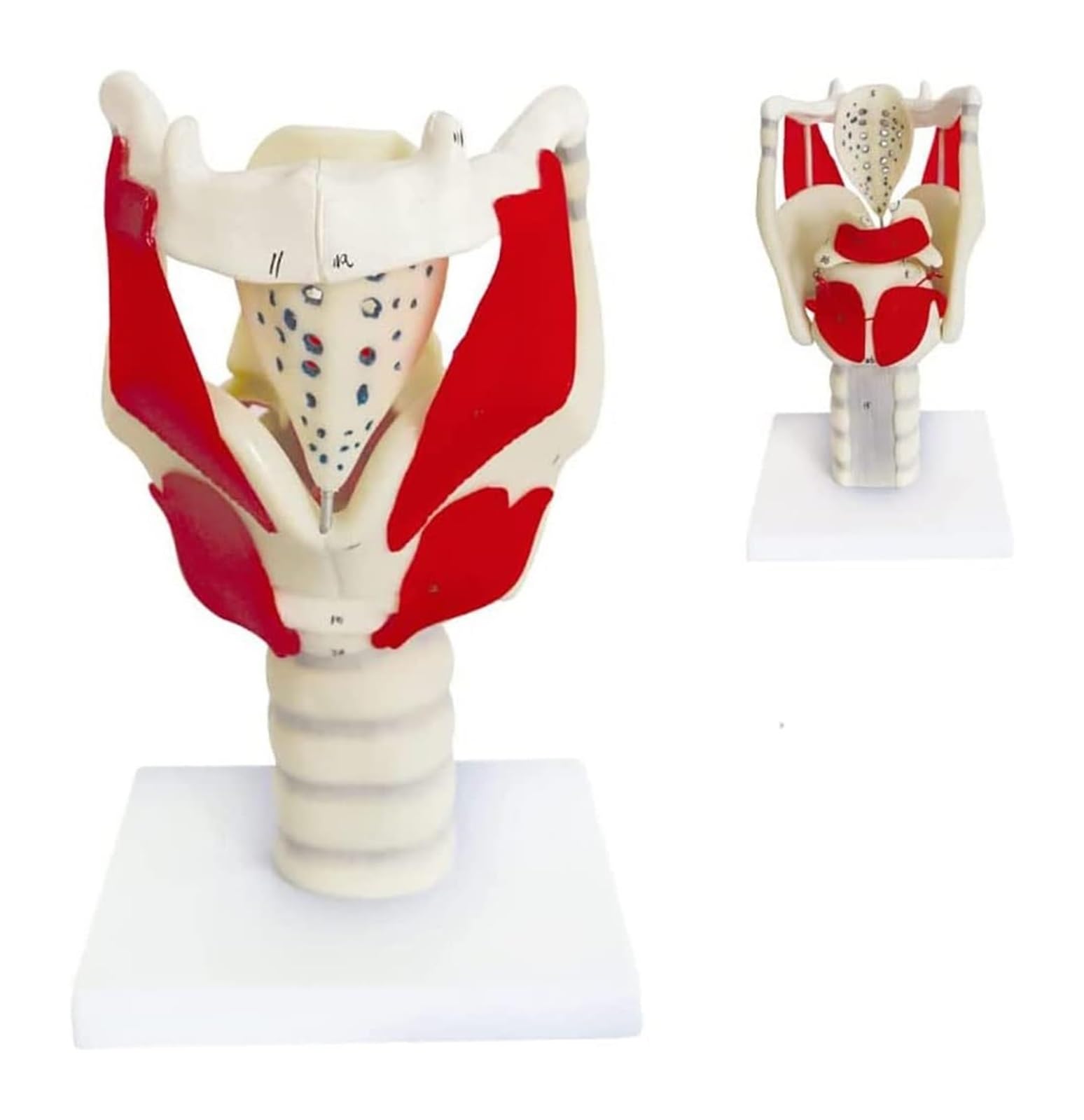 BUTKUS Modelo Anatómico De La Laringe Humana, Anatomía Médica De La Laringe Y El Pulmón for La Enseñanza De Clases De Ciencias Modelo De Exhibición Médica