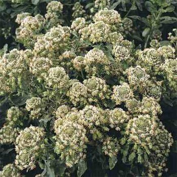 OutsideprideAnnual 5000 Seeds Reseda Ameliorata Machet Mignonette Flower Seeds for Planting