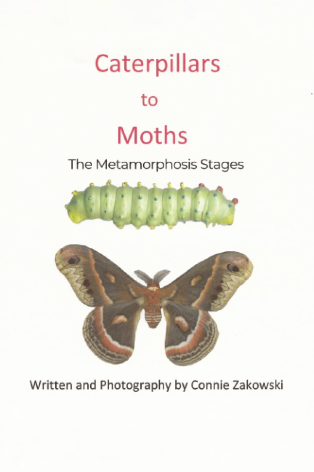 Caterpillars to Moths: The Metamorphosis Stages