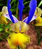Dutch Iris Miss Saigon (16 Bulbs),Summer flowering, Perennial-Now Shipping !