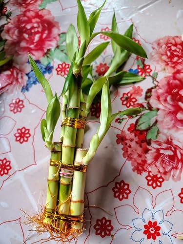 Image of Lucky Bamboo Plant | 6 Lucky Bamboo Sticks & Multi color Stones | Best feng shui plant for Home, Office, Bedroom decoration