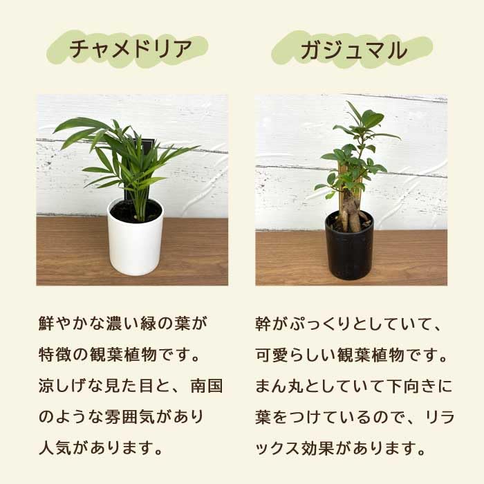 Amazon｜観葉植物 おまかせ 2種セット 6cmポット ミニサイズ プラ鉢