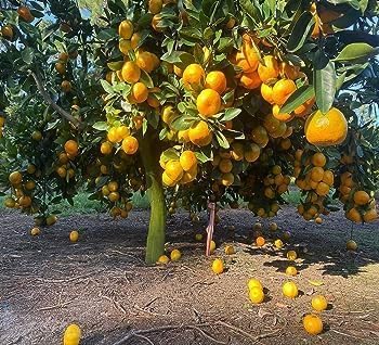 Image of Sweet Nagpur Mandarin Variety Orange Hybrid Grafted Healthy Live Plant1.5-2 Ft Size(Fruit After 1 Year) Pack of 1