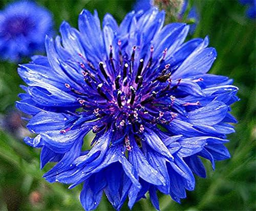 5,000 Dwarf Blue Bachelor Button Seeds