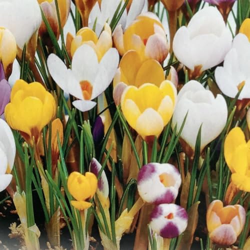 ミニクロッカス球根 ミックス 20球