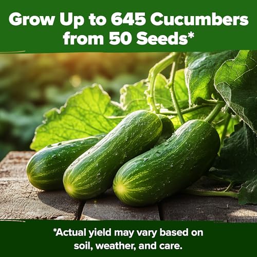 Image of HOME GROWN Persian Cucumber Seeds 50+ Heirloom Non-GMO, Beit Alpha Variety, High Germination, Sweet Thin Skin, Burpless Snacking Cucumbers, Fast Growing, Indoor Outdoor Garden Crop (Cucumis sativus)