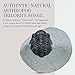 KALIFANO Authentic Natural Arthropod Trilobite Fossil in Matrix - Marine Trilobita/Calymene for Fossil Collections and Education Purposes (Information Card Included)