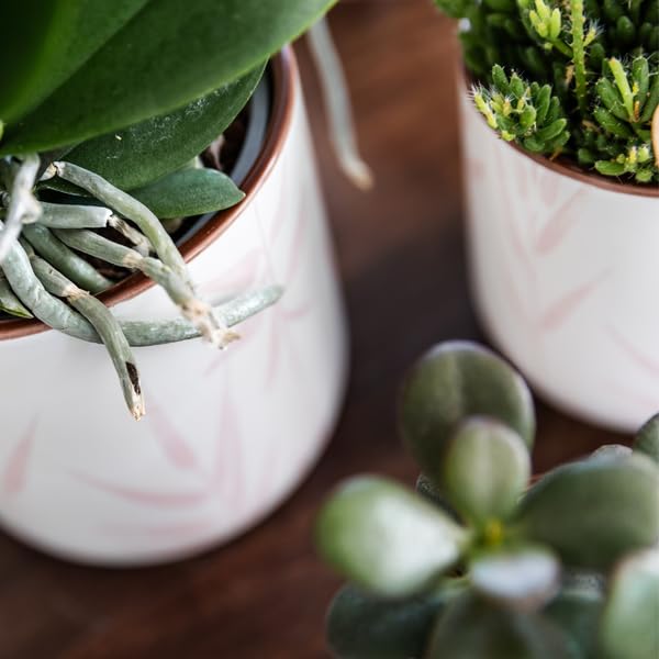Juego de plantas de orquídea de Portugal y plantas suculentas, incluye macetas de cerámica, color rosa pastel