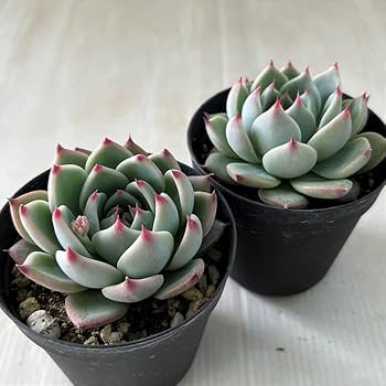 Amazon｜多肉植物 skエケベリア 桃太郎 多肉植物 エケベリア 7.5cm