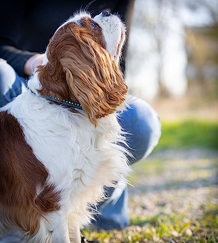 Hundehalsband aus Echt-Leder mit Strasssteinen/Kristall besetzt – funkelndes Hunde und Katzen Halsband aus gepolsterten und doppellagigen Büffelleder - Lederhalsband Audrey (S (20.0-27.5cm), Türkis)
