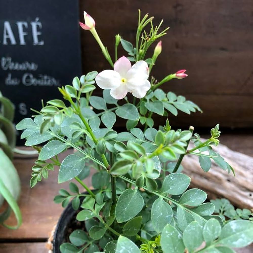 ジャスミン Amazon.co.jp: ホワイトプリンセス 四季咲き ジャスミン