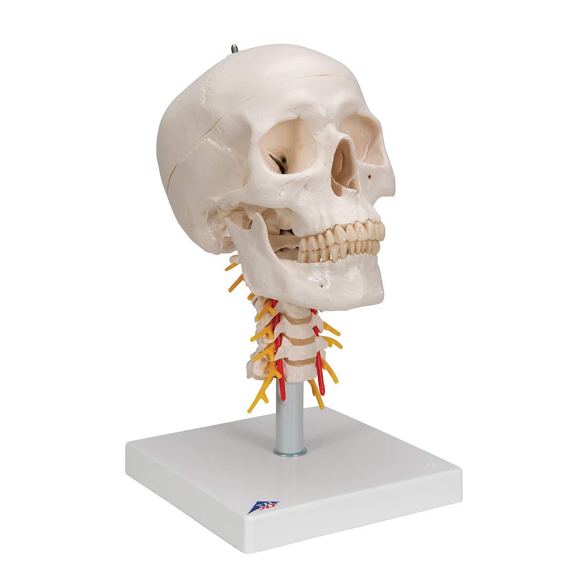 3B Scientific naukowa anatomia człowieka - model ludzkiej czaszki na odcinku szyjnym z połączeniami magnetycznymi, 4 części darmowe oprogramowanie do anatomii - 3B Smart Anatomy