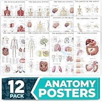 Laminierte Anatomie-Poster für die Wand, pädagogische Poster für den menschlichen Körper, für Studenten, Klassenzimmer und medizinische Bürodekoration, inklusive Muskel-, Skelett-, Nerven- und mehr