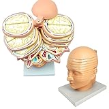 STMKB Human Head Cross-Section Model, Medical Cranial Tomography Brain Model, Real 1:1 Ratio, Used for Student Research, Medical Teaching, Rehabilitation Analysis