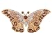 Empress Monarch Winged Butterfly Swarovski Crystal Rhinestones Brooch Pin - Brown