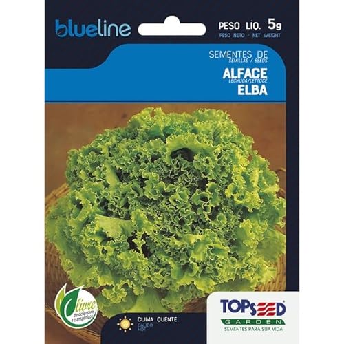Sementes de Alface Crespa Elba Folha Larga 5 Gramas Saladas Horta