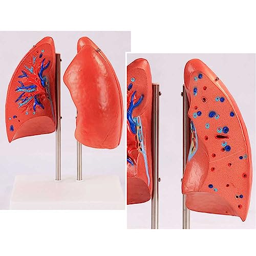 Modèle de poumon humain transparent à structure anatomique précise AMITD - 8