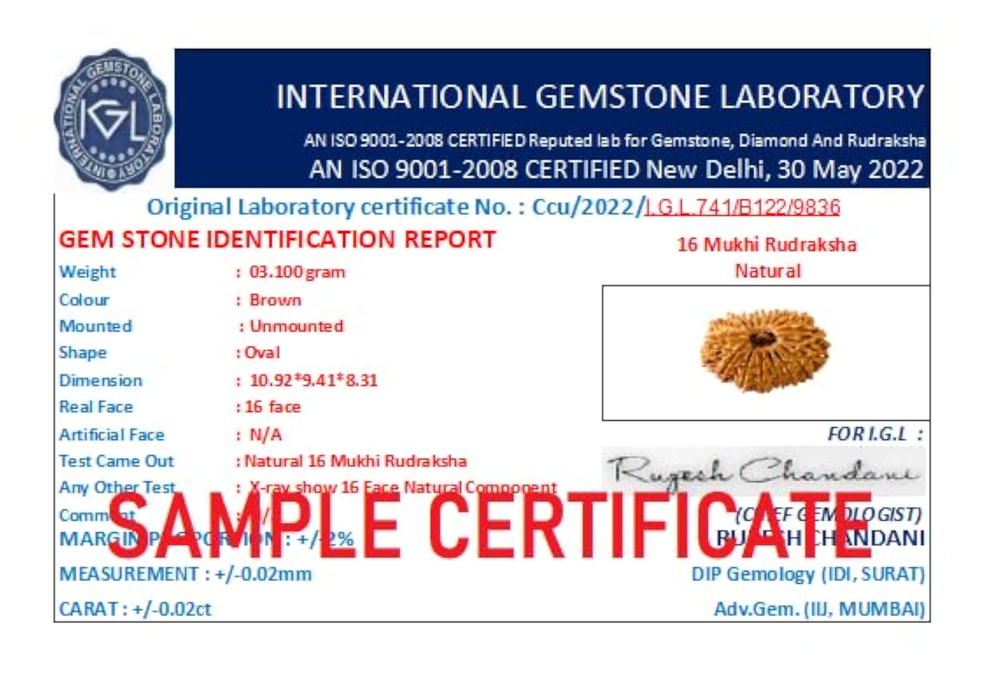 16 Mukhi Rudraksha Original Certified Blessed by Mritunjaya Mahadev