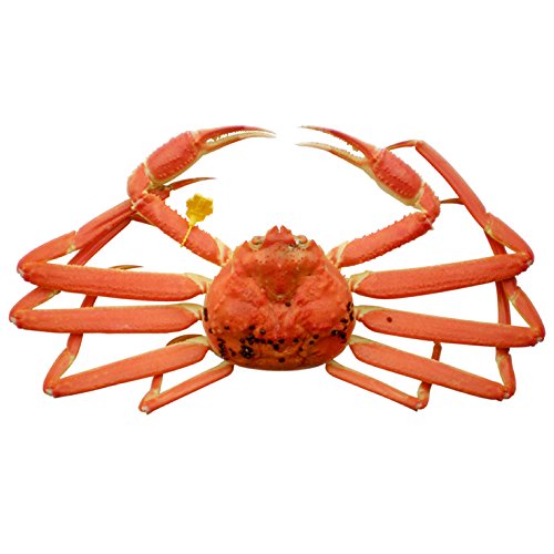 zO zOKj YCKjiYj勉 900`1kg l {C zO Y Yn y①z