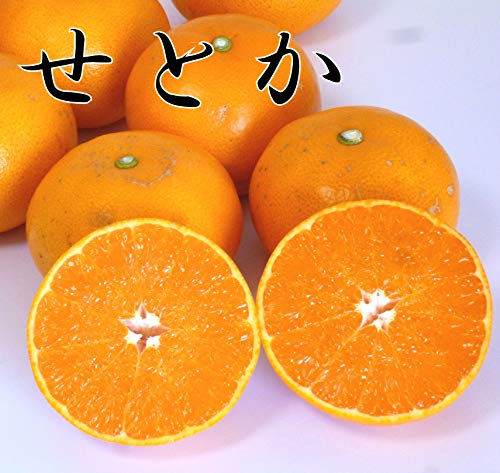 ���Ƃ� �󂠂� 10kg �ƒ�p ���Q���Y ��g�����k ���Ƃ� �݂��� ���Q