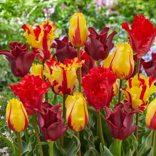 Tulpenzwiebeln Winterhart Mehrjährig - Red-Orange-Yellow - 20 Blumenzwiebeln - Echte Pflanzen aus Holland - Tulpenzwiebeln für Garten, Töpfe und Balkon (große Knollen, kein Samen, nicht künstlich)