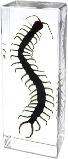 Cherish XT Real Animal Centipede Specimen Science Classroom Teaching Insect Scolopendra subspinipes Specimen Resin Paperweight for Science Education