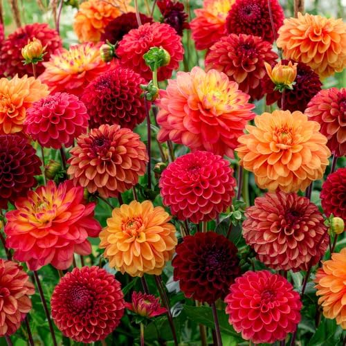 Dahlien Knollen Winterhart - 5 Zwiebeln - Indian Summer Kollektion Blumenzwiebeln - Echte Pflanzen aus Holland - Für Garten, Töpfe und Balkon (kein Samen, nicht künstlich)