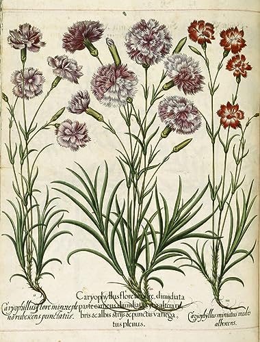 Cuadro lienzo Caryophyllus soluciona paredes vacías arte botánico jardín de Eystettensis