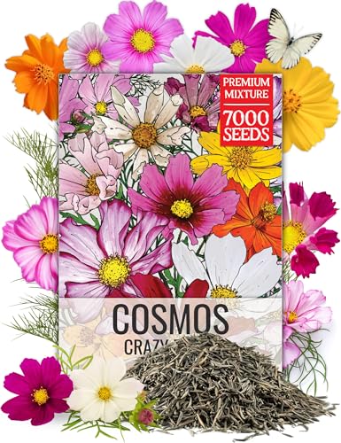 Seed Needs Cosmos Seeds Original Crazy Mix 1.5 Ounce Heirloom Bulk Pack