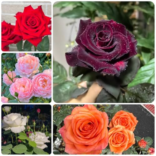 Rose Seeds, Urban Green roof Component, Rooftop Garden Bloomer, City Landscape Accent, Lightweight Container Plant 300pcs
