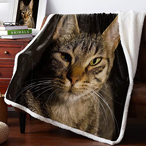 Premium Sherpa Fleece Throw Blanket | Super Soft Plush Fuzzy Throw | Reversible Warm Cozy Microfiber Blanket for Couch Sofa Bed, Cute Cat, 40x50 Inches