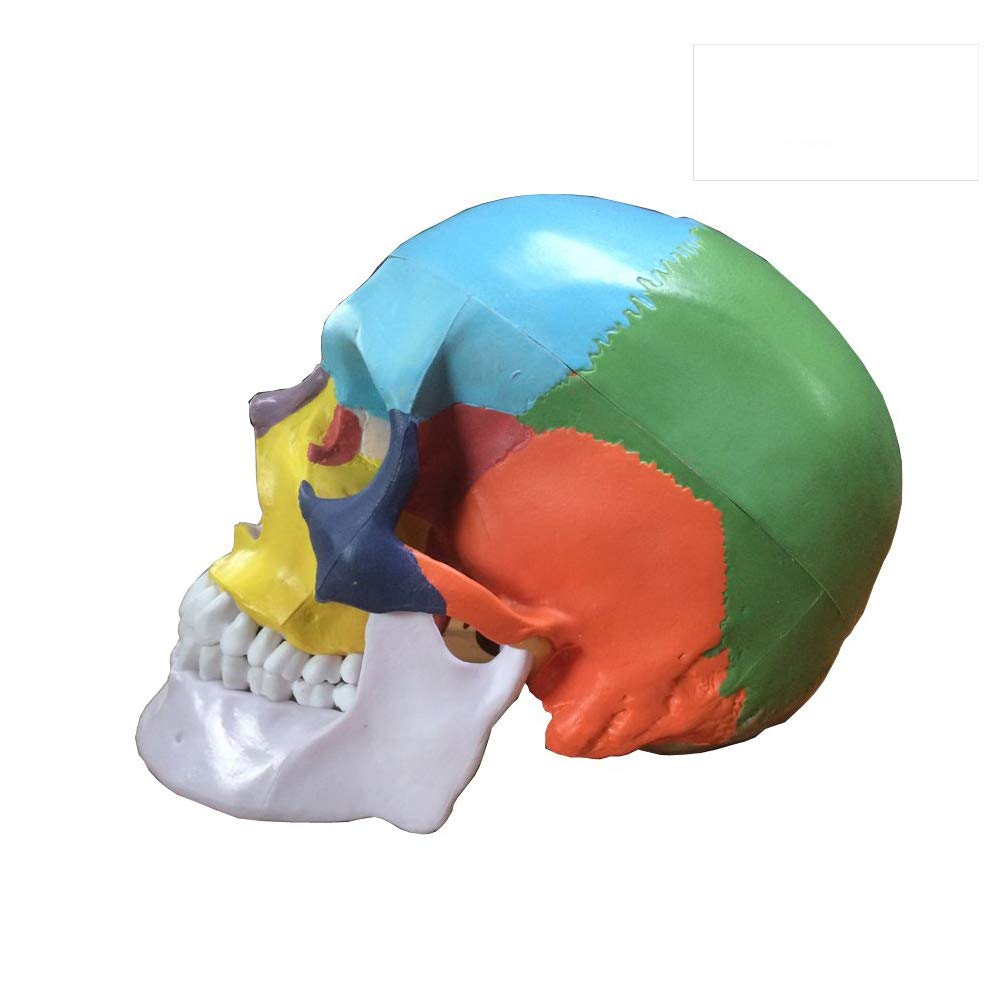 OIF 3-Part Human Skull Anatomy Model - 1:1 Life Size, Colored Bones, Removable Teeth, Study Chart
