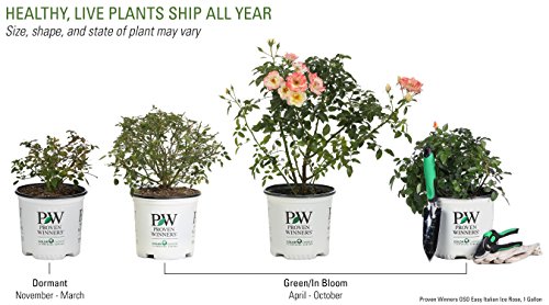 Oso Easy Italian Ice Landscape Rose (Rosa) Live Shrub, Orange, Pink, and Yellow Flowers, 1 Gallon