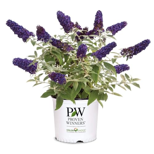 Pugster Blue® Dwarf Butterfly Bush, 3 Gallon