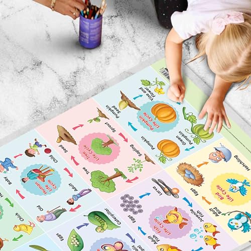 Image of GO WOO Life Cycle Chart and GIRAFFE HEIGHT CHART | Set of 2 charts 1 Educational + 1 Height Chart | Interactive Set of Life Cycle Chart and Giraffe Height Chart for Fun-loving Kids