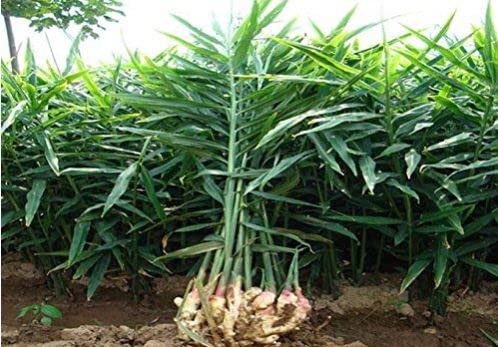 Amys baby Ginger Plant (5 Live Plant Bulb) a Rare Seed for Growing/Sowin (B0BF5968RS) Amazon Price History, Amazon Price Tracker