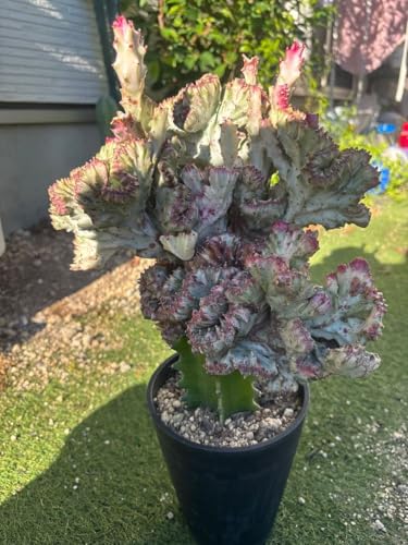 観葉植物 マハラジャ ユー」の人気商品一覧 | 安い商品を通販サイト